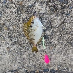 ライトショアジギングと胴付き仕掛け