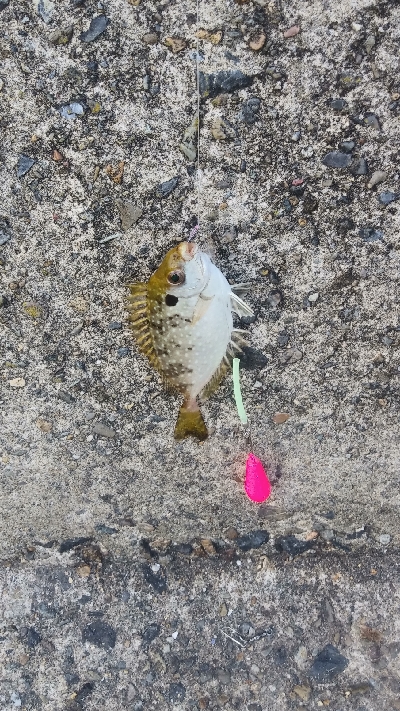 ライトショアジギングと胴付き仕掛け