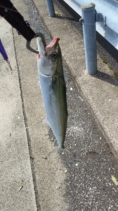 マズメは逃したが