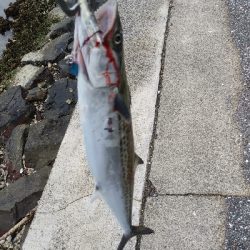 キズだらけのサゴシ