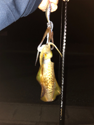 秋イカ秋イカ秋イカ