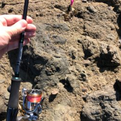 アオリイカサイズすこしずつ上がってる?