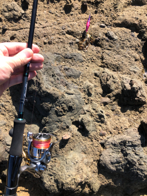 アオリイカサイズすこしずつ上がってる?