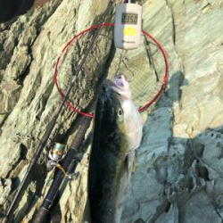 ロックショアで朝まづめ