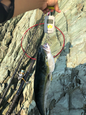 ロックショアで朝まづめ