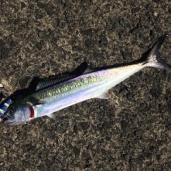 真昼間のサゴシ祭