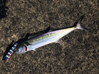 真昼間のサゴシ祭