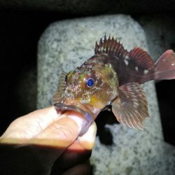 根魚狙いがグレとチヌ