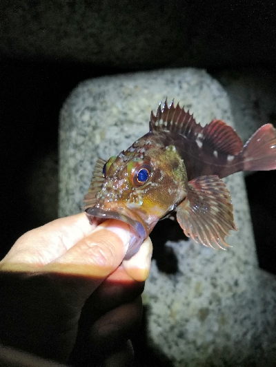 根魚狙いがグレとチヌ