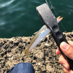 エギング、ショアジギング