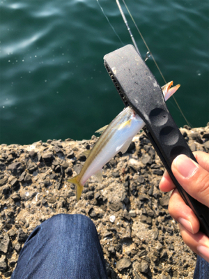 エギング、ショアジギング