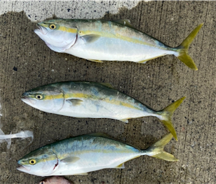 エギングロッドでハマチ!!