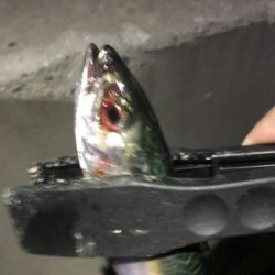 いるのはいる。