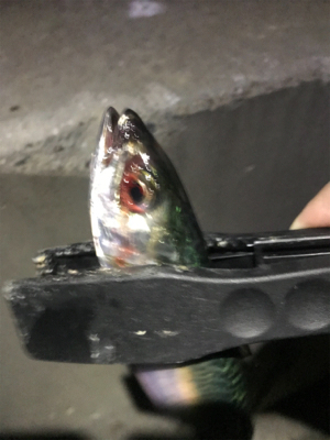 いるのはいる。