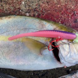 タチウオ、ネリゴ