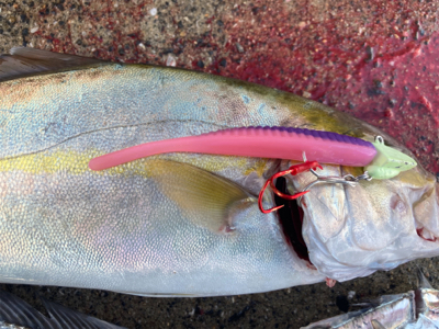 タチウオ、ネリゴ