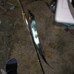 貝塚人工島テトラで太刀魚1匹