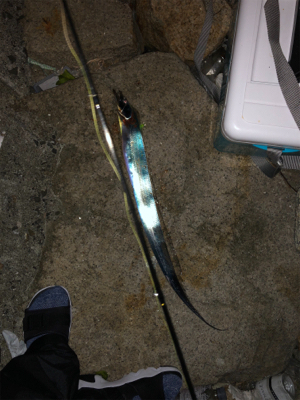 貝塚人工島テトラで太刀魚1匹