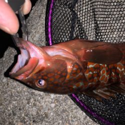 ちょっとマシな、アコウ！