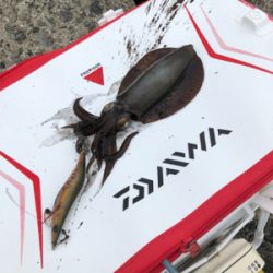 波止からフカセ&エギング