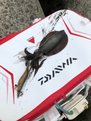 波止からフカセ&エギング