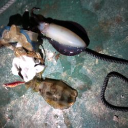 ボートエギング