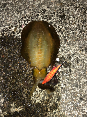 ナイトエギング