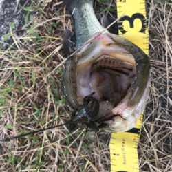 大減水での釣行