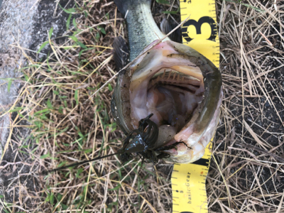 大減水での釣行