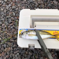 やっと秋突入！