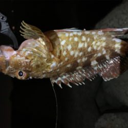 更にマシなアコウ！