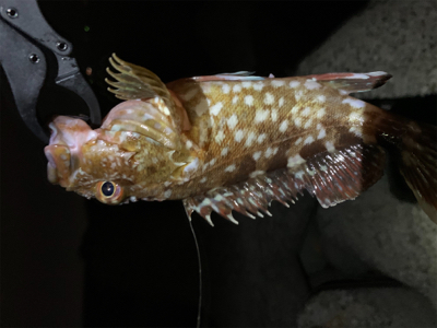 更にマシなアコウ！