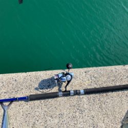 真昼間からショアジギングでサゴシ釣果！！