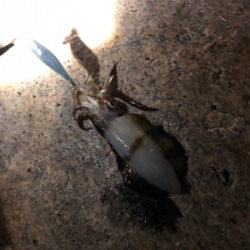 潮止まり前後にキャッチ