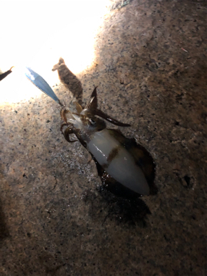 潮止まり前後にキャッチ