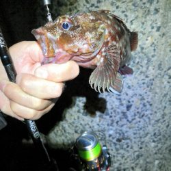 自己新のアコウ