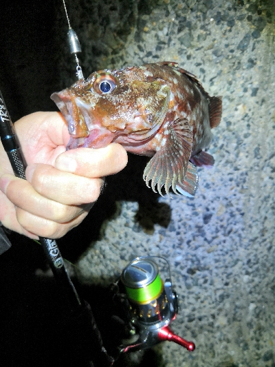 自己新のアコウ