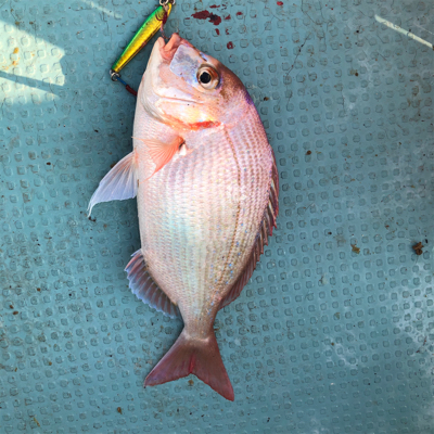 なかなか調子がいいですね