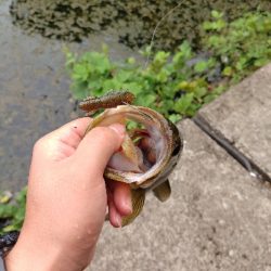 秋のカバー打ち