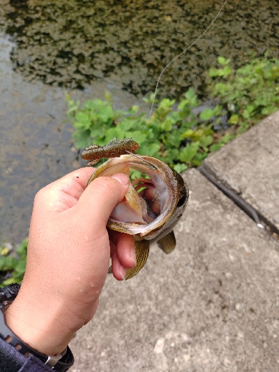 秋のカバー打ち