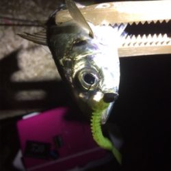 アジ荒ぐい始めました