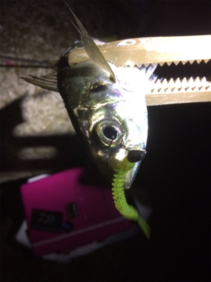 アジ荒ぐい始めました