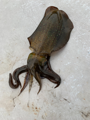 初とっとパーク