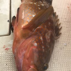 エサとルアーで