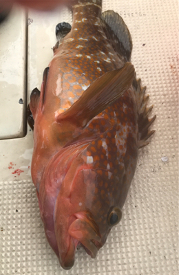 エサとルアーで