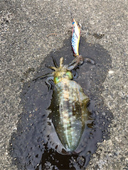 あきらめムードから一転❗️新子連発?❗️❗️