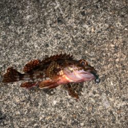 アジングのつもりが…