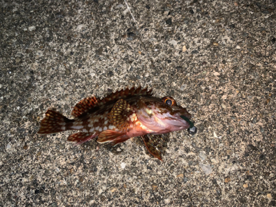 アジングのつもりが…