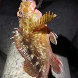 マシな、タケノコメバル！