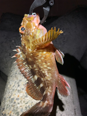 マシな、タケノコメバル！